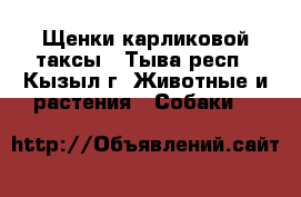 Щенки карликовой таксы - Тыва респ., Кызыл г. Животные и растения » Собаки   